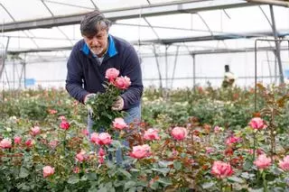 Joaquim Pons, l'últim productor de roses de Sant Jordi catalanes: "No és econòmicament factible"