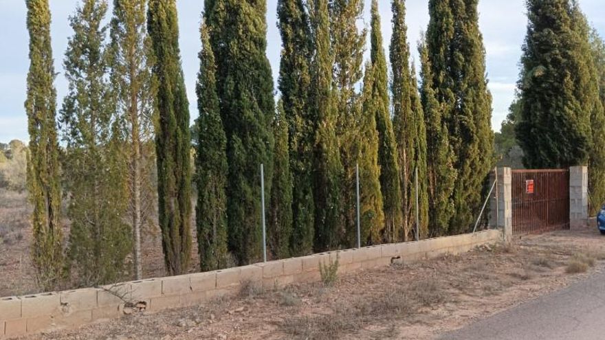Una finca rústica con 50 olivos sale a subasta pública en Castellón por solo 500 €