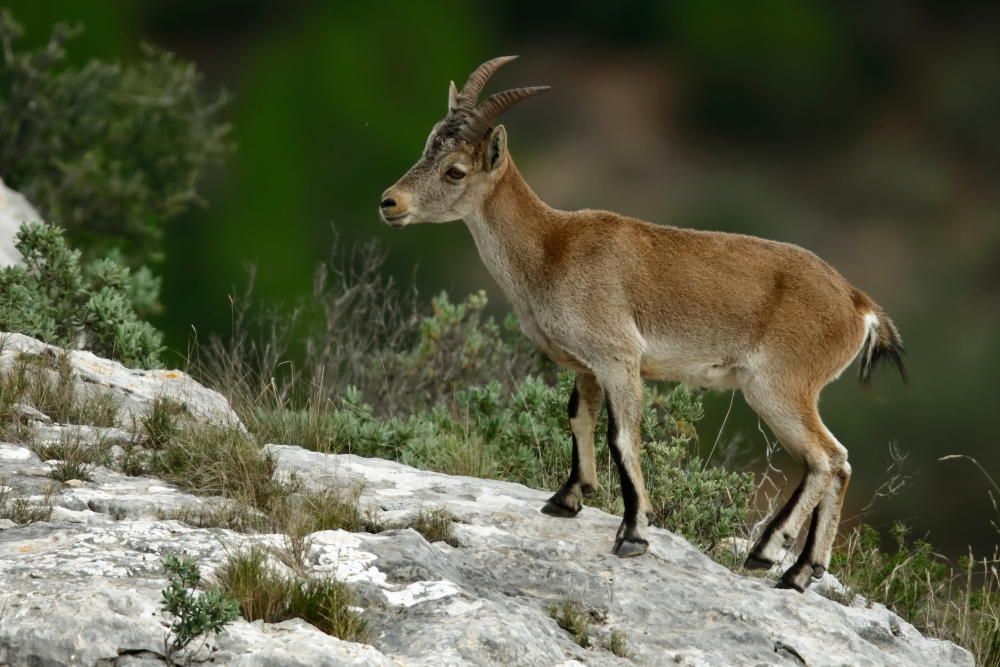 La població de cabres salvatges al Montgrí creix durant el 2019 i ja n'hi ha unes 200 que viuen al massís