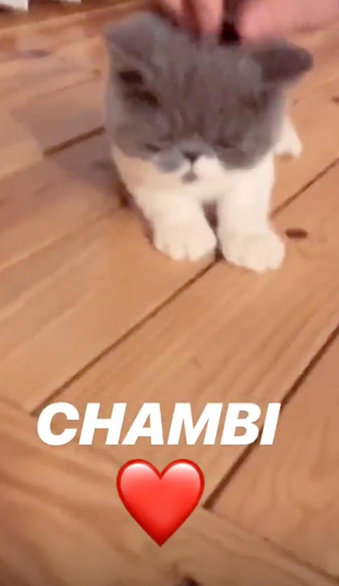 Chambi, el gatito de María y Jaime