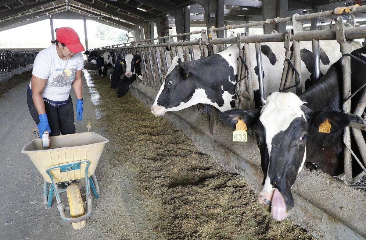 Vacas de leche en el interior de la Ganadería Bello de Morlán, de Trazo, donde son alimentadas por una trabajadora / antonio hernández