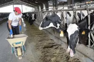 Una de cada tres vacas lecheras que se crían en Galicia pasta en la comarca compostelana