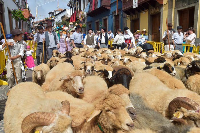 Carretas y grupos en la romería del Pino