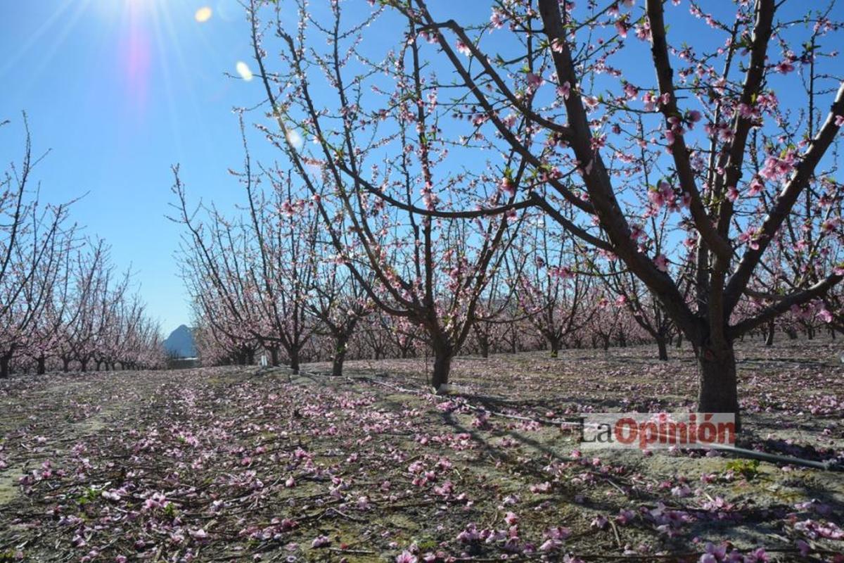 Comienza la Floración de Cieza