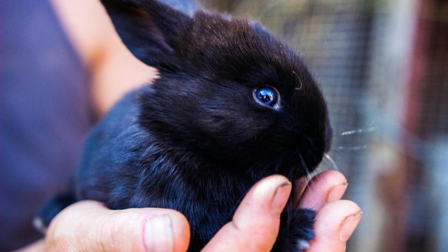 El conill &#039;toy&#039; o nan: la mascota més popular entre els nens