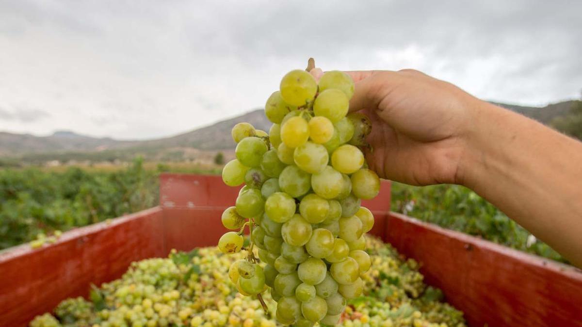 La agricultura lidera las exportaciones de la provincia.