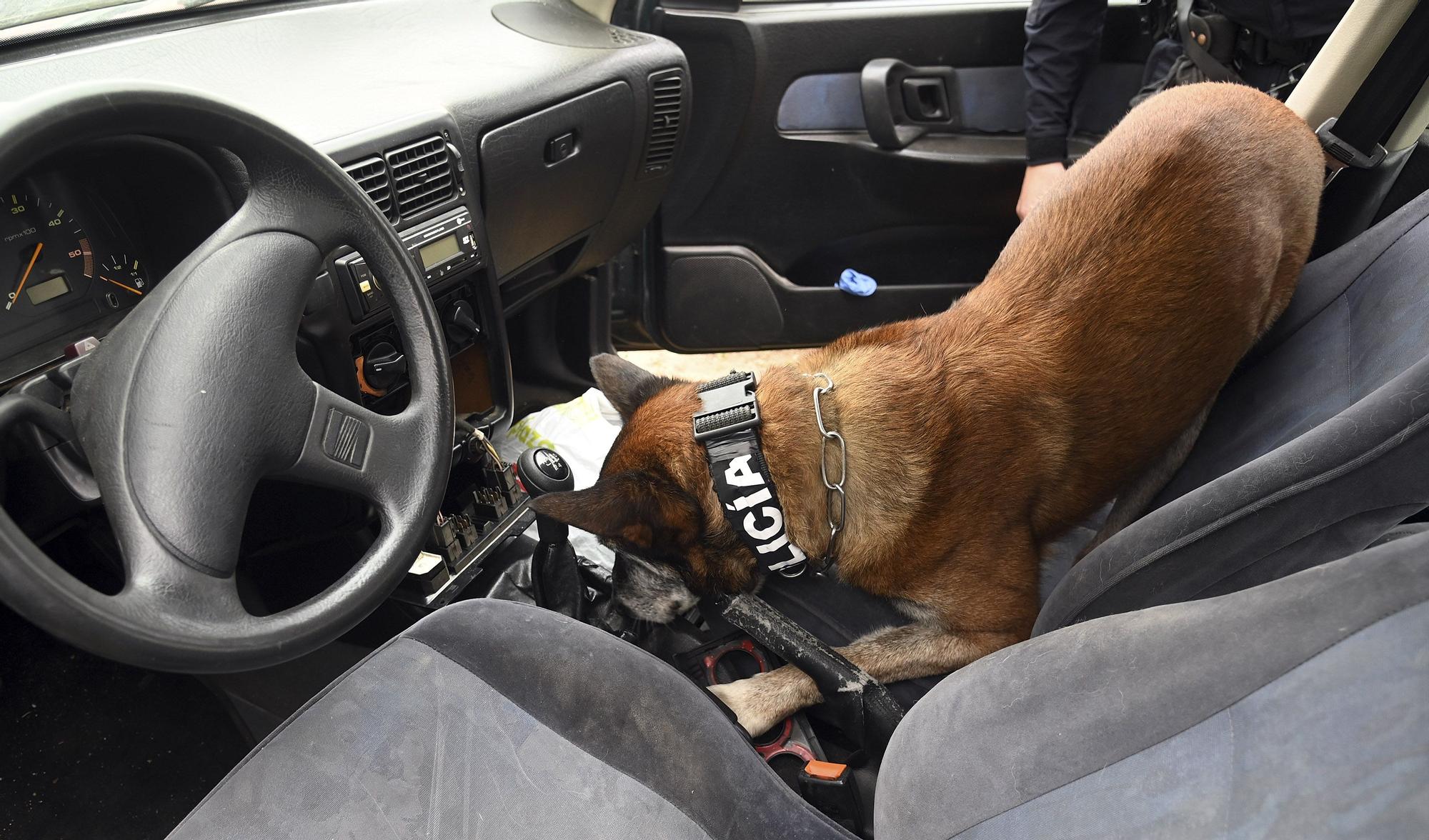 GALERÍA | Perros policía de la unidad canina de Burgos