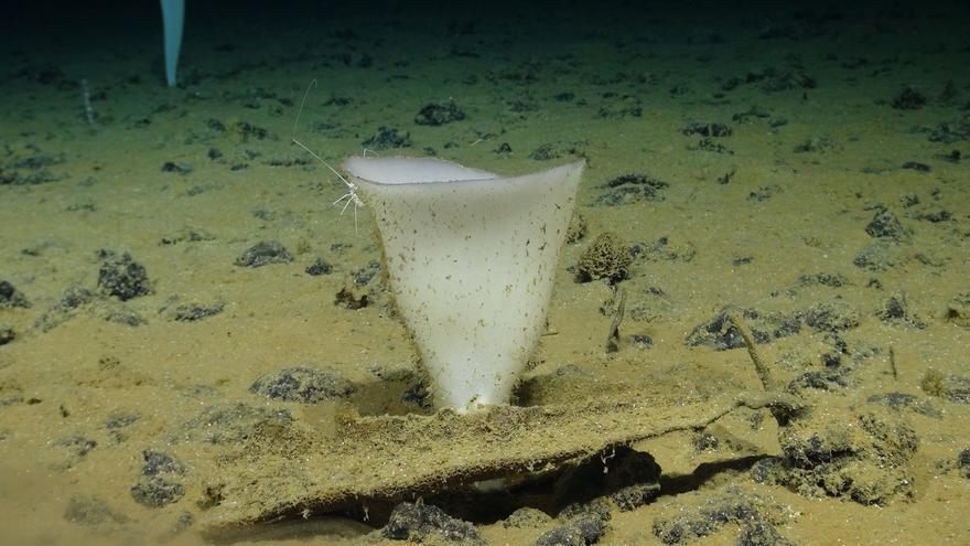 Hallan bajo el Pacífico el organismo más longevo de la Tierra: 15.000 años de edad