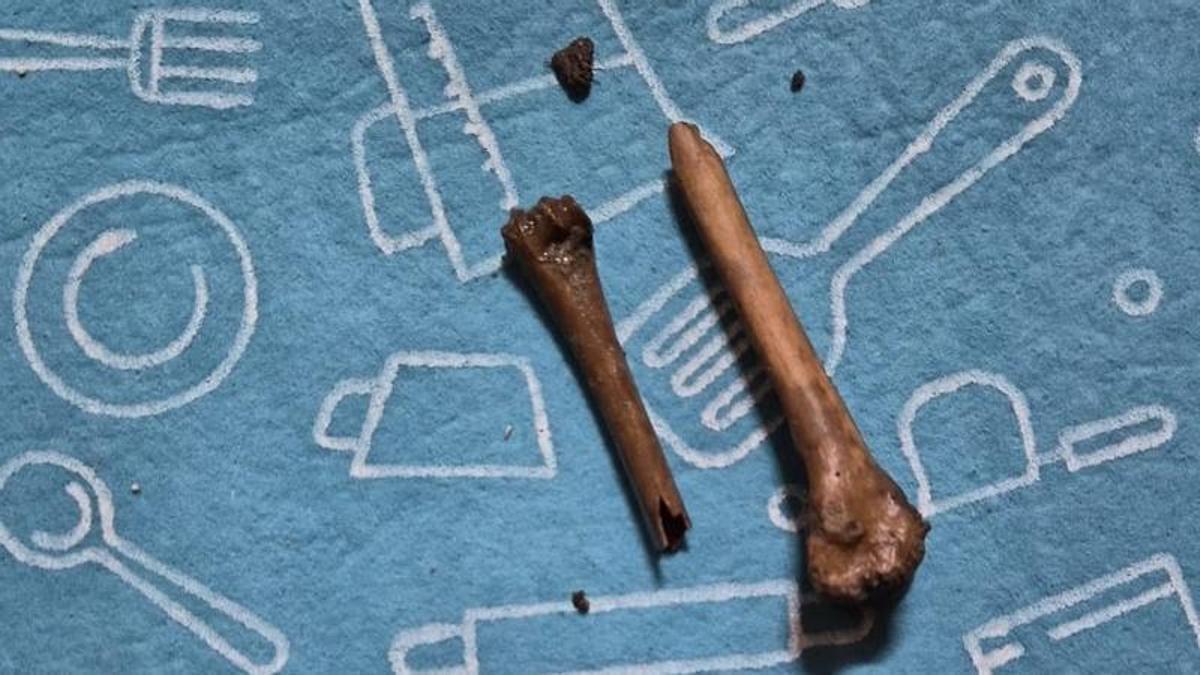 Dos de los huesos y fragmentos óseos encontrados en estos últimos dos días