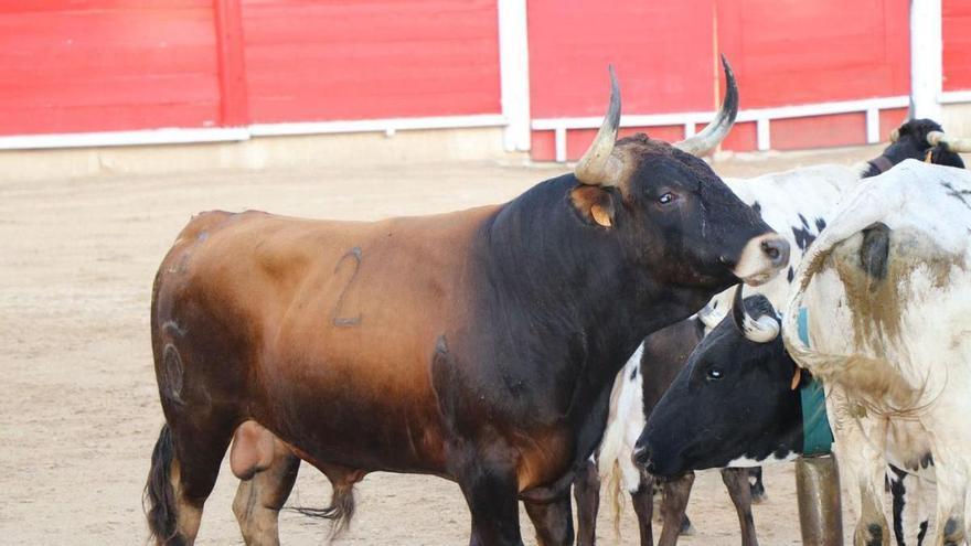 Desencajonada de los astados para la corrida mixta de Inca del domingo