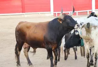 Desencajonada de los astados para la corrida mixta de Inca del domingo