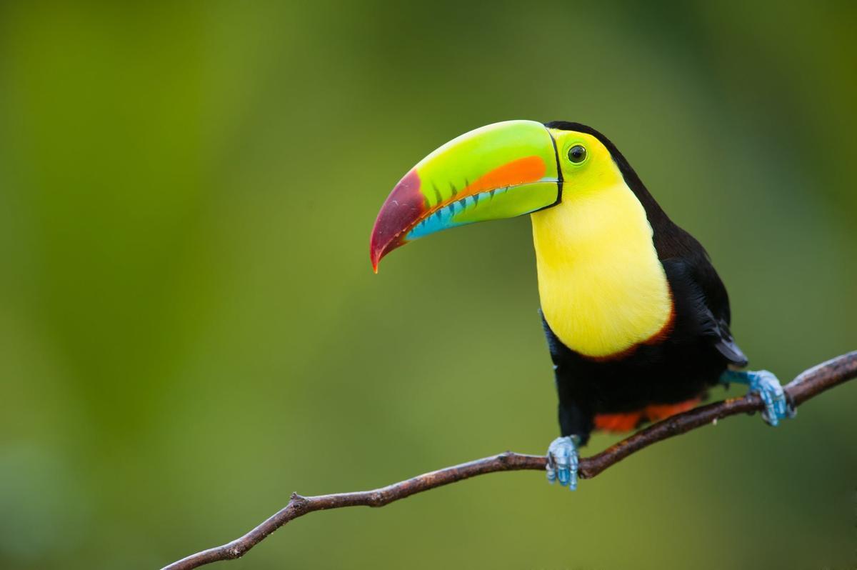 Tucan en Costa Rica