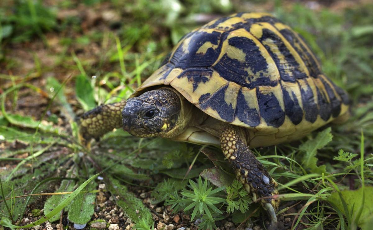 La tortuga que llegó con los fenicios