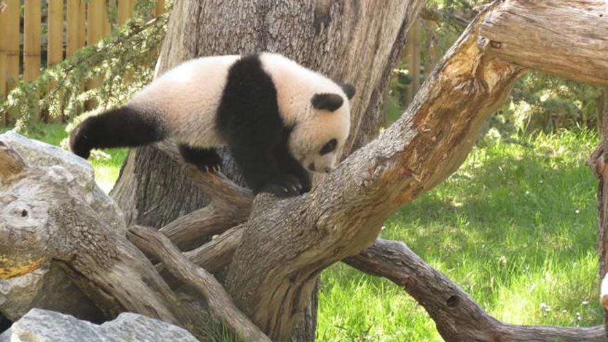 Un ejemplar de oso panda en el zoo de Madrid.