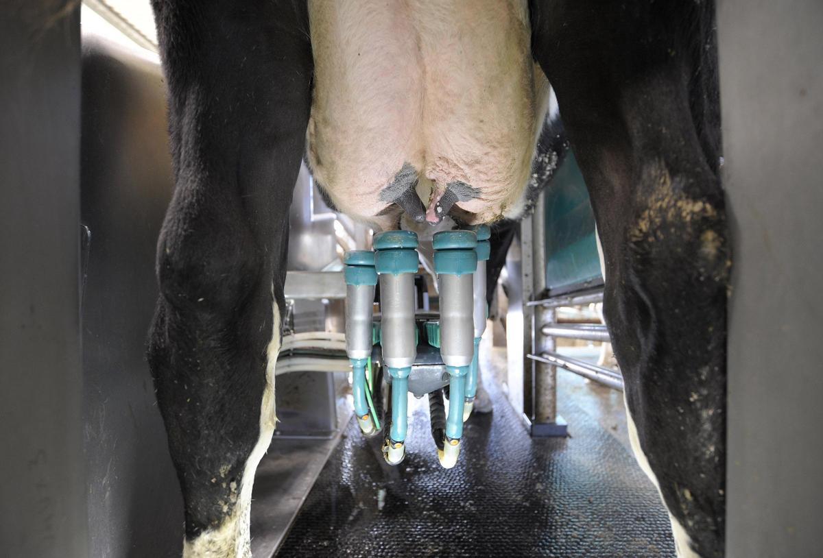 Una granja con robot de ordeño de leche y placas solares en Galicia