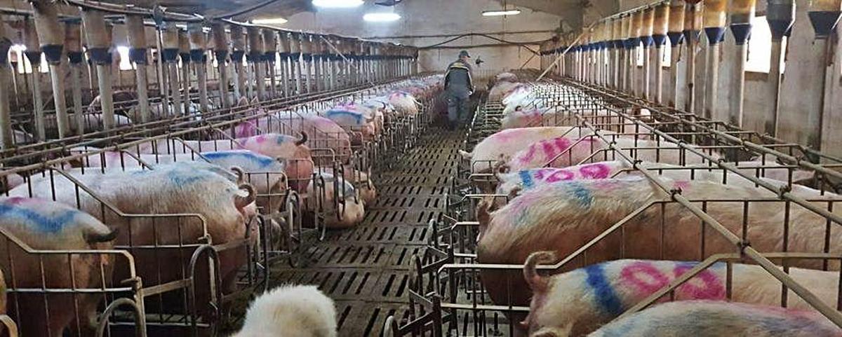 "Nosotros a lo nuestro, a producir alimentos"