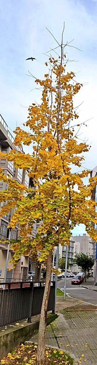 El ‘Ginkgo biloba’ de Os Castros en otoño. | // @NPEREZBARRIO