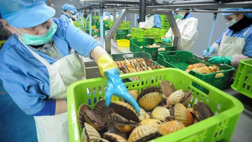 Varias trabajadoras tratan vieiras en una planta evisceradora gallega.