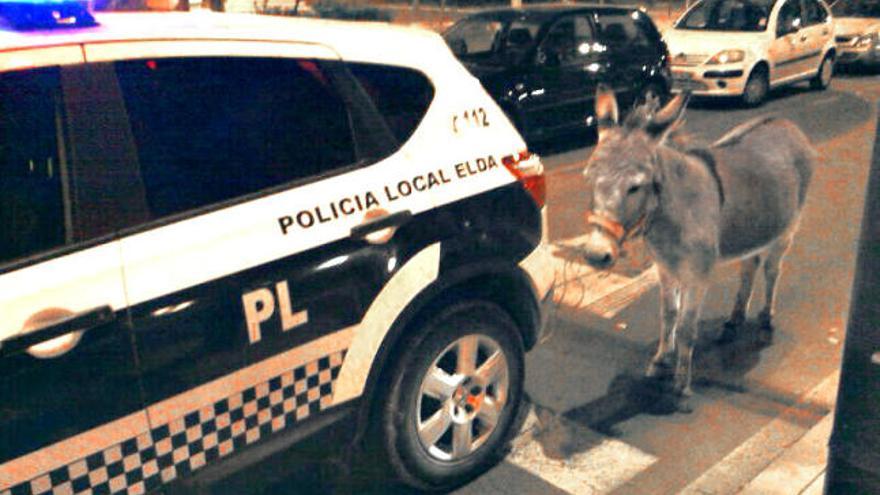 El burro tras ser &quot;arrestado y esposado&quot; al coche patrulla para trasladarlo al retén de la Policía Local.