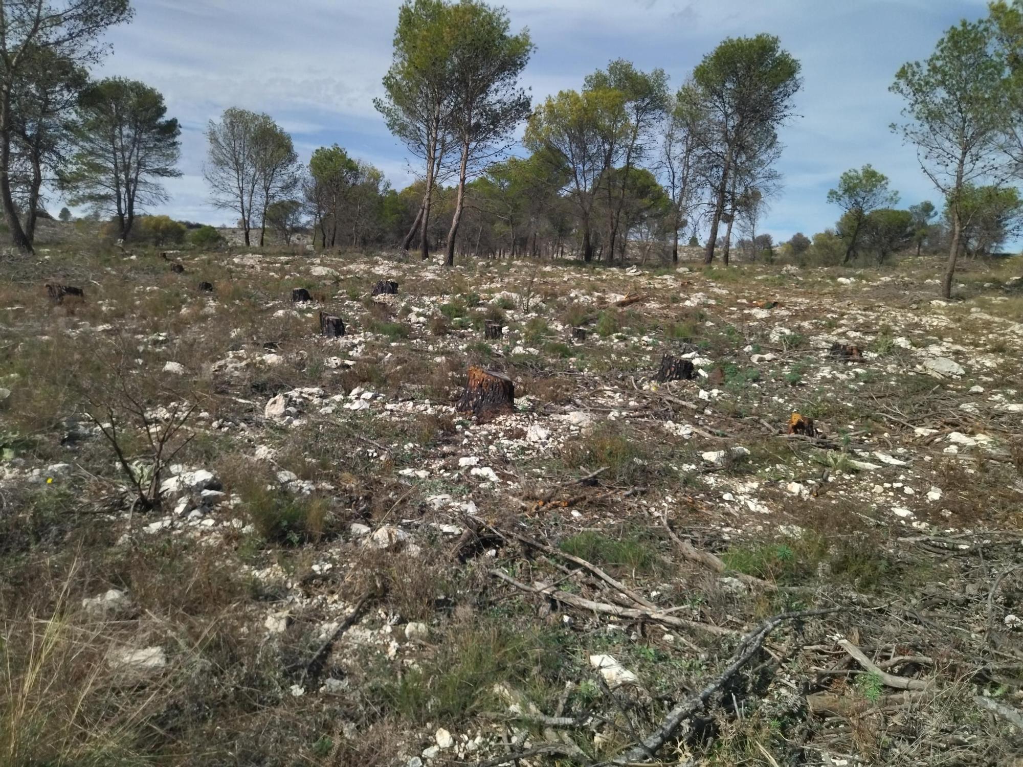 Regeneración tras la catástrofe: miles de pinos carbonizados y ahora talados y apilados