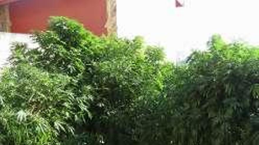 Dos detenidos  tras intervenirse una plantación de marihuana en Vigo