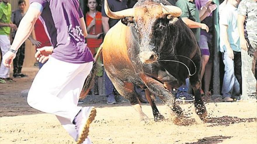 Almassora presenta mañana en público el programa taurino de Santa Quitèria