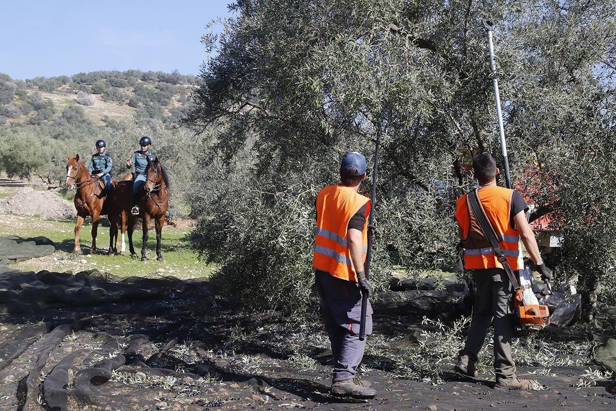 Guardias civiles del Equipo Roca vigilan una producción olivarera de Córdoba.