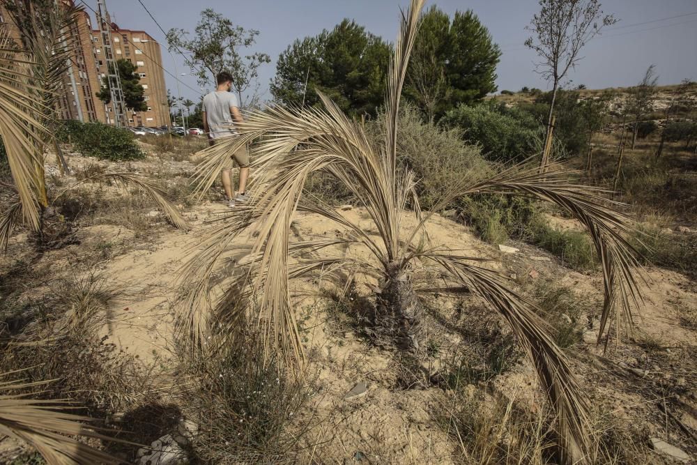 El bosque urbano de la sierra del Porquet, en la entrada sur de Alicante, carece de sistema de riego y el arbolado está en las últimas