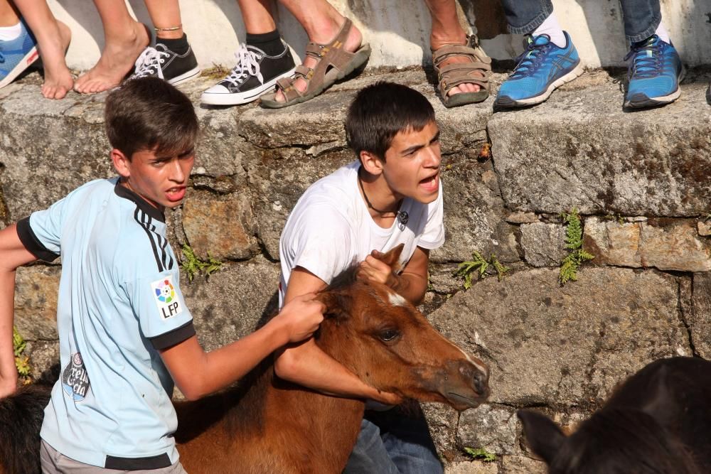 Sabucedo exhibe bravura en su Rapa das Bestas