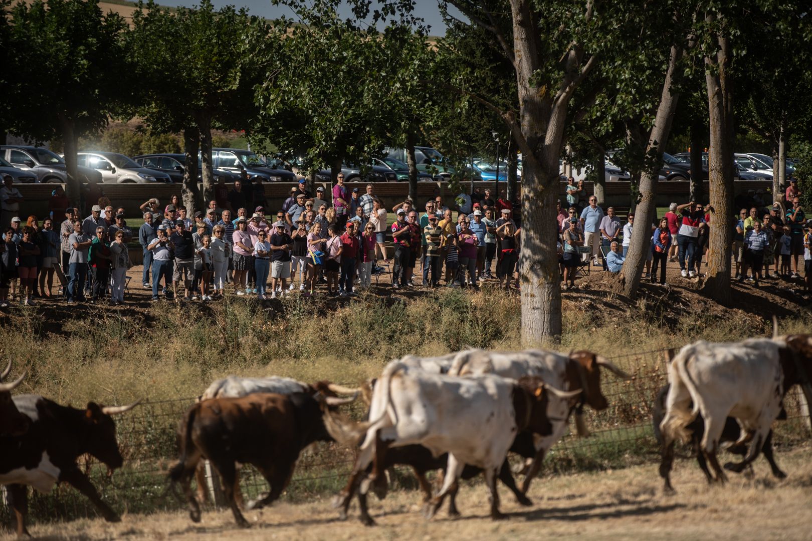 GALERÍA | Las mejores imágenes del encierro de campo en Fuentelapeña