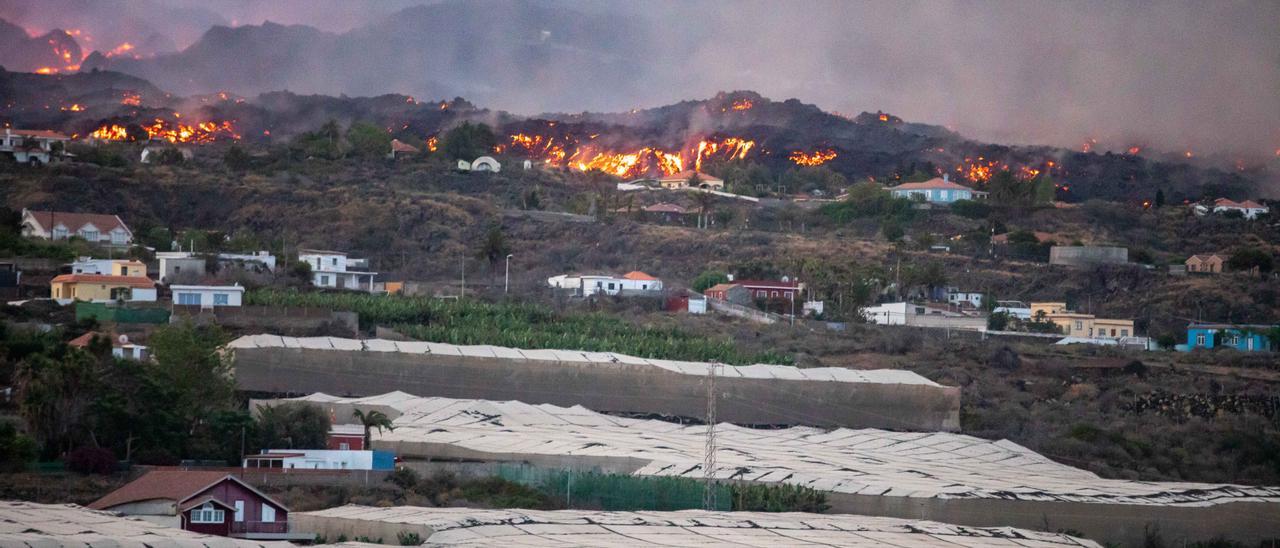 La lava arrasa invernaderos y plantaciones: el desastre continúa.