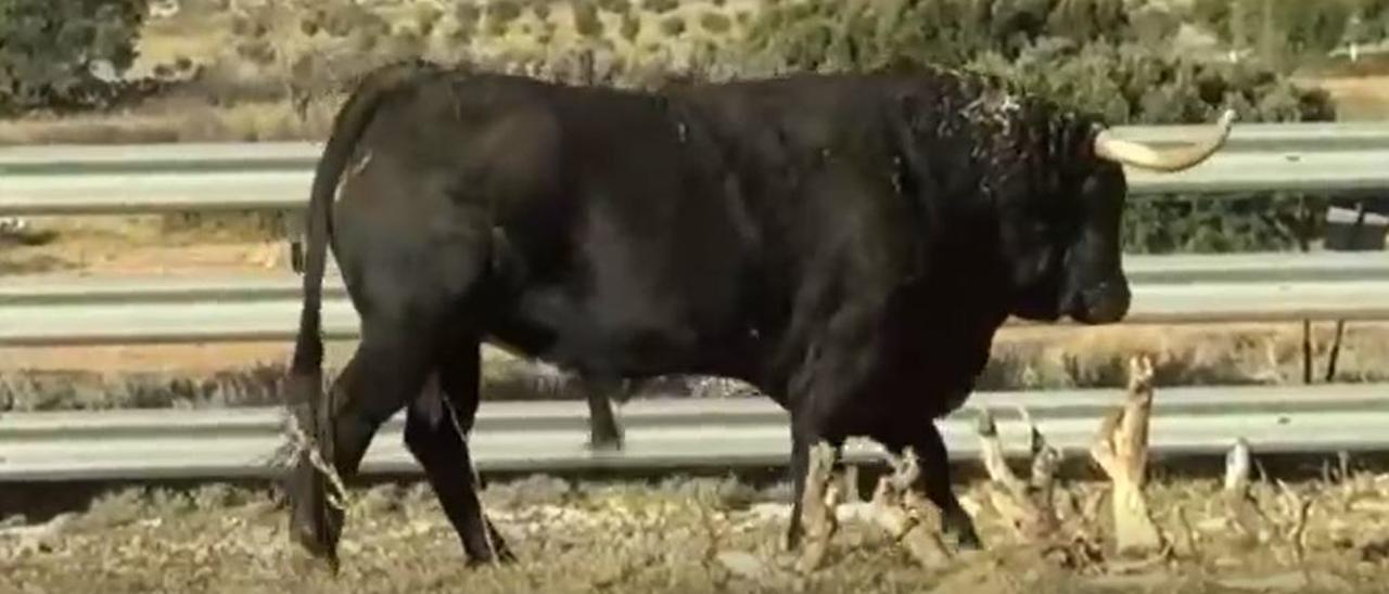 Toros de la ACT Bou de Sant Pasqual para las fiestas patronales de mayo