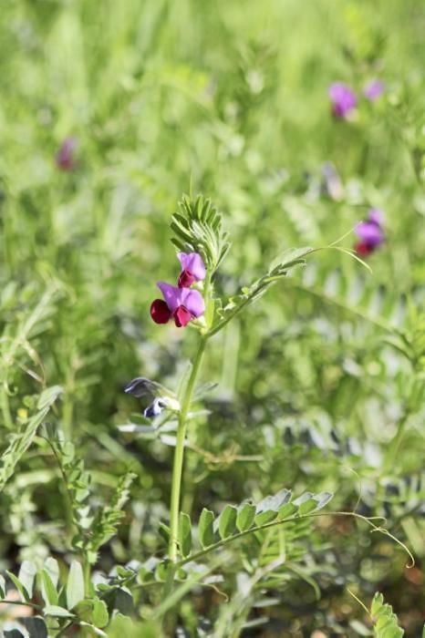 Schafherde, Baumplantage und Paradies für Insekten: zu Besuch bei Jaume Seguí und seinen 18 Hektar Bioland bei Capdellà