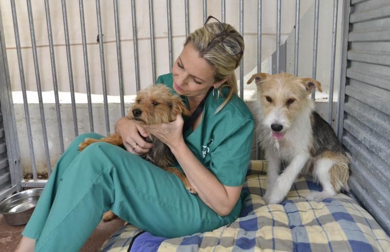 ARUCAS. Jornada de adopción de animales en el albergue Insular  | 19/07/2019 | Fotógrafo: José Pérez Curbelo