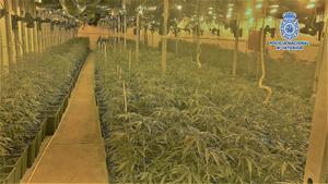 Desarticulat un grup criminal dedicat al cultiu de marihuana a Cornellà