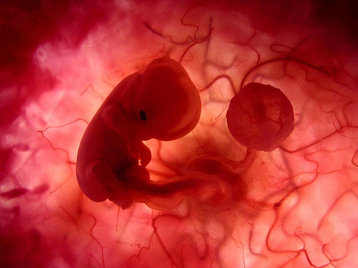 Feto de embrión humano de un documental de National Geographic Channel.