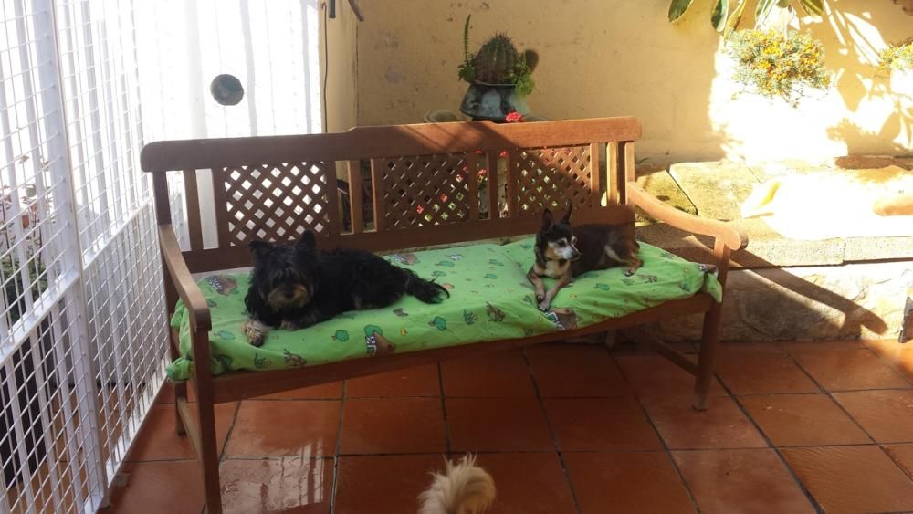 Hunde Katzen Mallorca Andratx