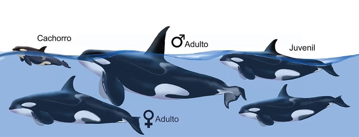 Ficha para diferenciar a las orcas.