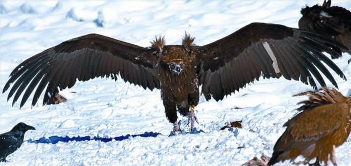 Un voltor negre sobre la neu a la serra de Boumort, el febrer passat. Un voltor negre sobre la neu a la serra de Boumort, el febrer passat.