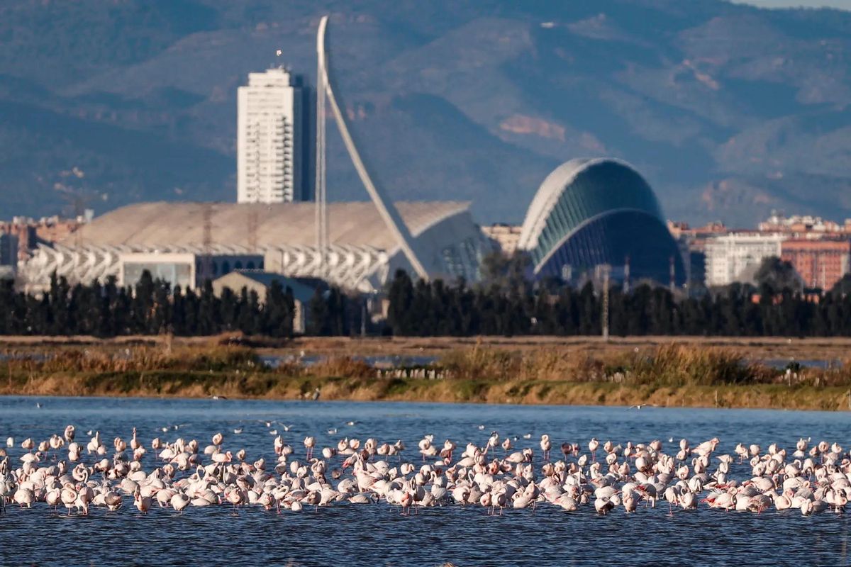 Un gran grupo de flamencos en uno de los inundados arrozales cercanos al parque natural de La Albufera con la Ciudad de las Ciencias al fondo.