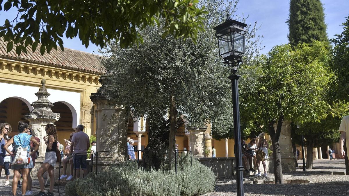 El único olivo plantado en el Patio de los Naranjos está en la misma ubicación desde 1741.