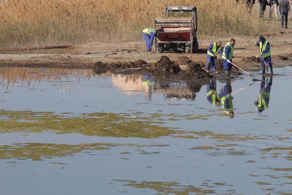 Así trabaja la brigada de limpieza en el Mar Menor