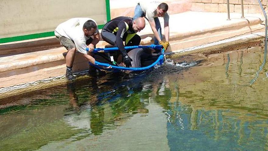Los cuidadores introducen uno de los tiburones en el estanque exterior tras el traslado.