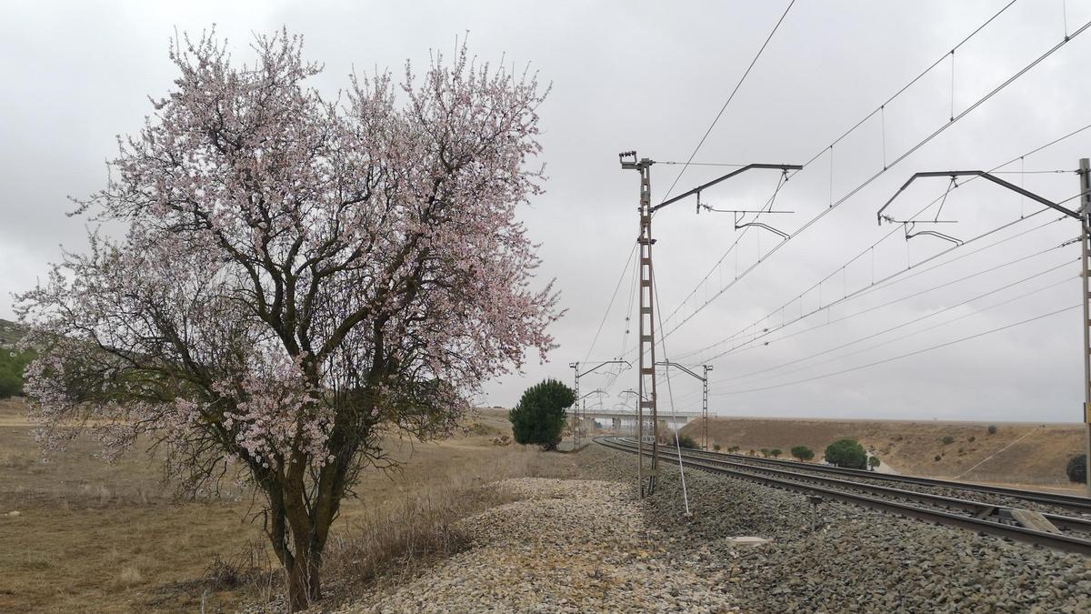 Los almendros en flor ya alegran los paisajes valencianos