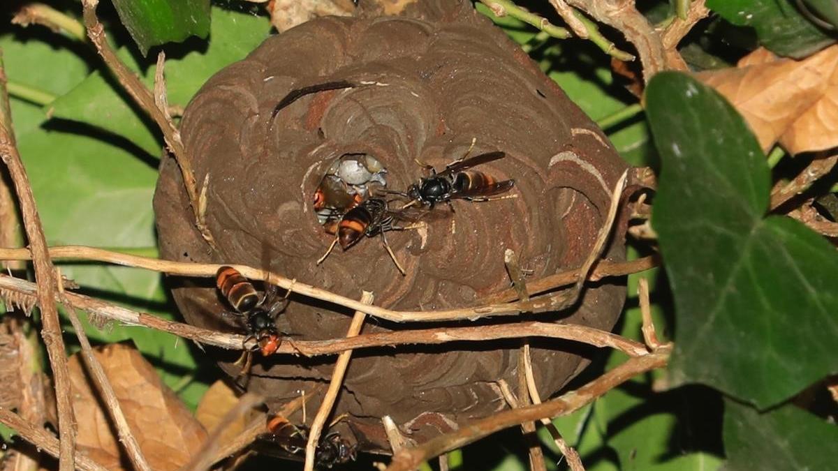 Nido de avispa asesina asiatica en los jardines de la UB