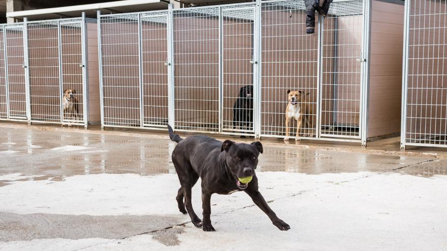 Así funciona la adopción de perros y gatos en Zaragoza