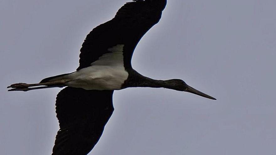 La esquiva cigüeña negra, de paso por Noreña