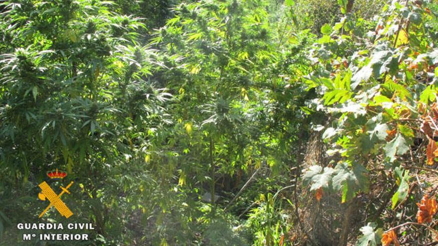 Una imagen de la plantación de marihuana, facilitada por la Guardia Civil.