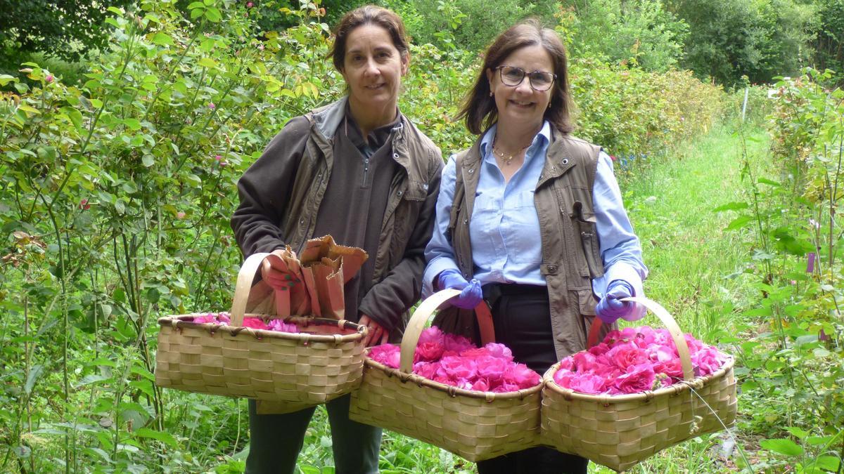 Las investigadoras Susana Boso y Carmen Martínez con los cestos llenos de rosas recién recolectada.