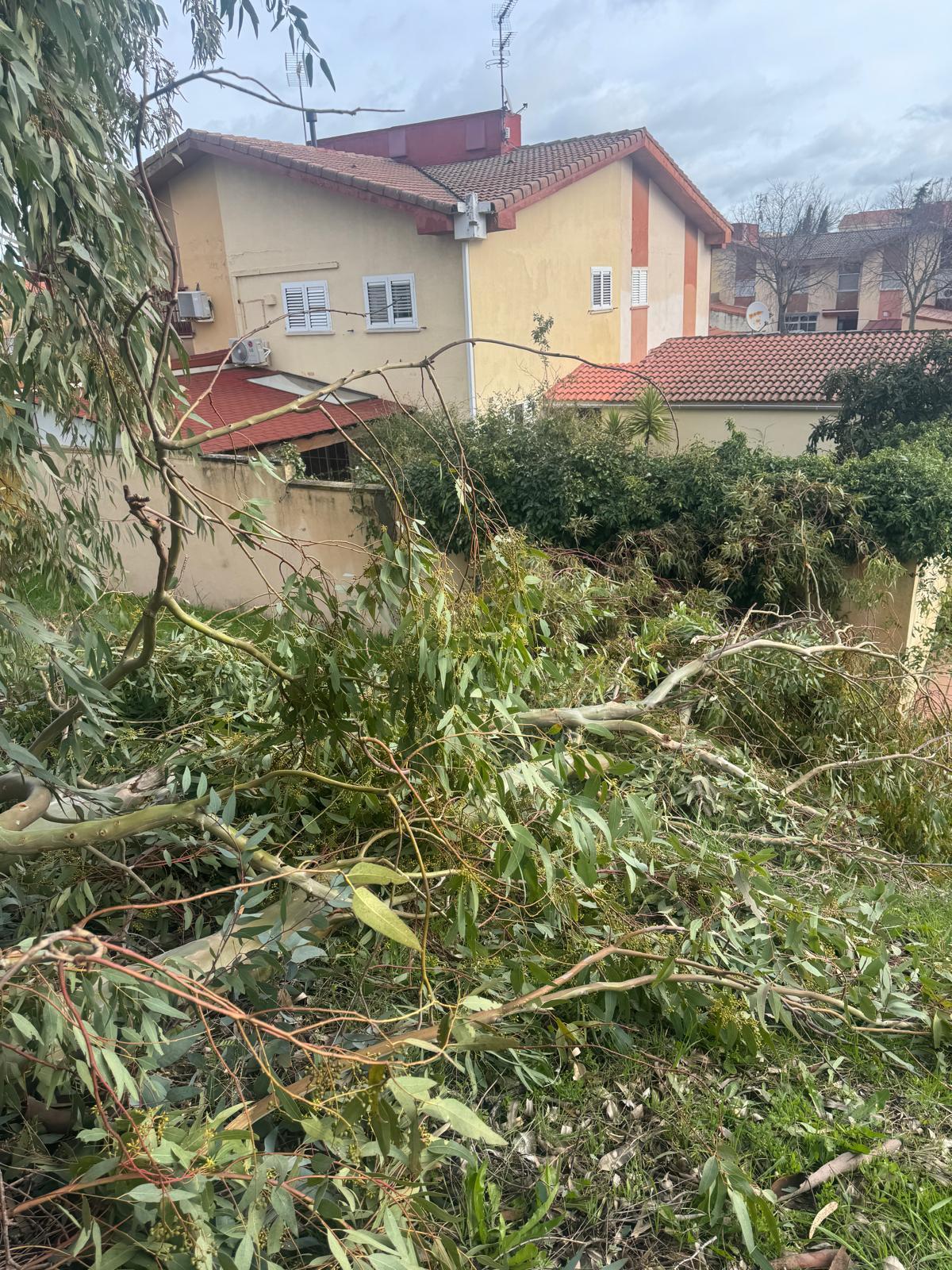 Galería | Caída de un eucalipto en la barriada cacereña de Mejostilla